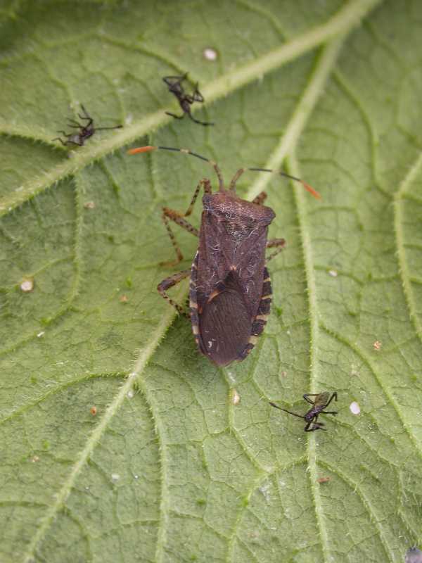 Squash bugs